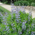 Baptisia australis